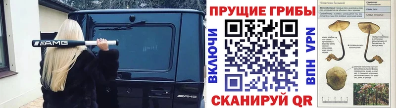 Купить где  Невель  Галлюциногенные грибы Cubensis 